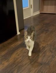 Found/Stray Female Cat last seen King Edward Court, Montgomery, TX 77316