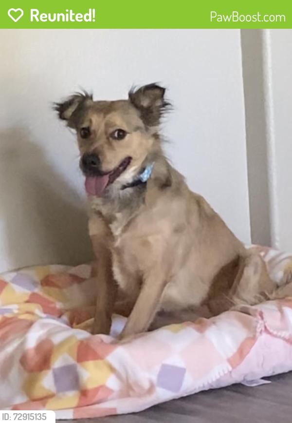 Reunited Female Dog last seen Near W Beardsley Rd, Peoria, AZ 85382, USA, Peoria, AZ 85382