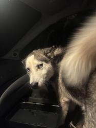 Found/Stray Male Dog last seen Rupert ln, Charlotte, NC 28215
