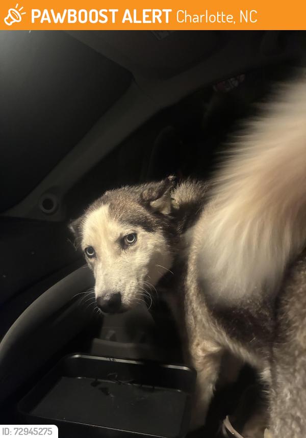 Found/Stray Male Dog last seen Rupert ln, Charlotte, NC 28215