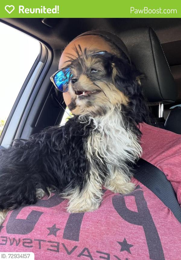 Reunited Female Dog last seen Ivy Jean and Ivy jade or Leno way, Schertz, TX 78154