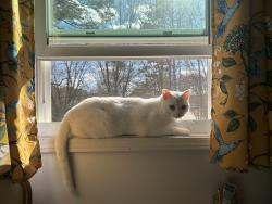 Reunited Male Cat last seen Sandy Plains and Bryant , Cobb County, GA 30066