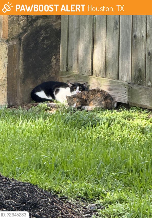 Found/Stray Unknown Cat last seen Berry Center, Houston, TX 77433