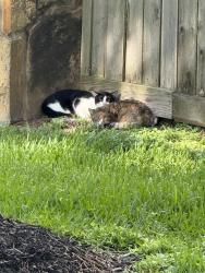 Found/Stray Unknown Cat last seen Berry Center, Houston, TX 77433