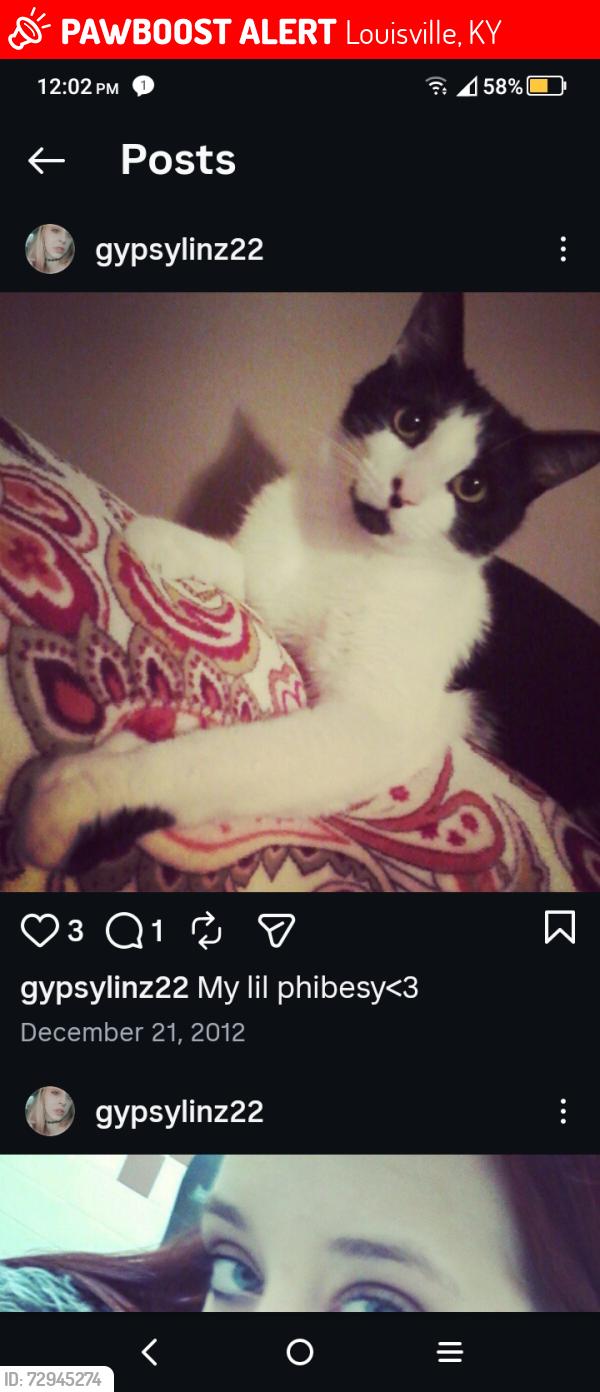 Lost Male Cat last seen Southern parkway, Berry Blvd, West Evelyn Ave, Sissy's Liquors, Louisville, KY 40208