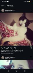 Lost Male Cat last seen Southern parkway, Berry Blvd, West Evelyn Ave, Sissy's Liquors, Louisville, KY 40208