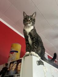 Reunited Male Cat last seen Near Wharton Elementary , Lancaster, PA 17603