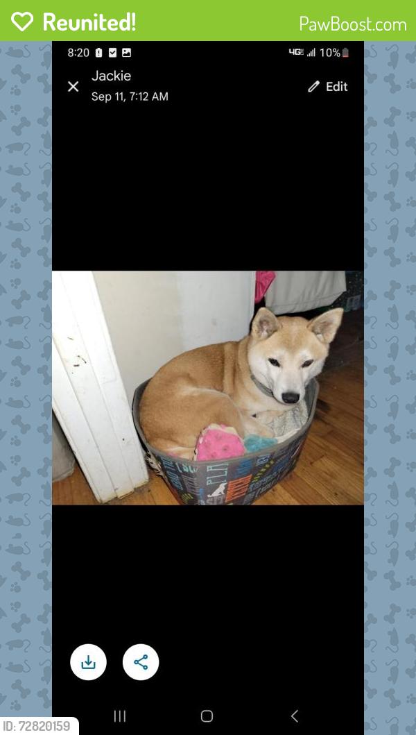 Reunited Female Dog last seen Doctors drive, Asheville, NC 28801