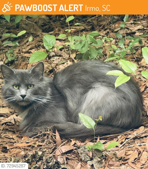 Found/Stray Unknown Cat last seen Dutch Fork Middle School, Irmo, SC 29063
