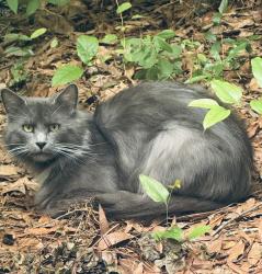 Found/Stray Unknown Cat last seen Dutch Fork Middle School, Irmo, SC 29063