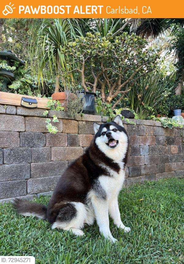 Found/Stray Female Dog last seen Pio Pico Dr. next to the Cole library in Carlsbad , Carlsbad, CA 92008