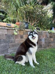 Found/Stray Female Dog last seen Pio Pico Dr. next to the Cole library in Carlsbad , Carlsbad, CA 92008