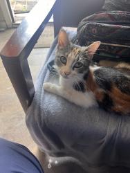 Found/Stray Female Cat last seen Cole st, Indianapolis, IN 46241