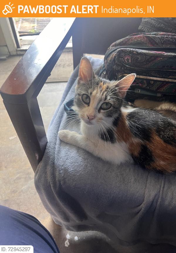 Found/Stray Female Cat last seen Cole st, Indianapolis, IN 46241