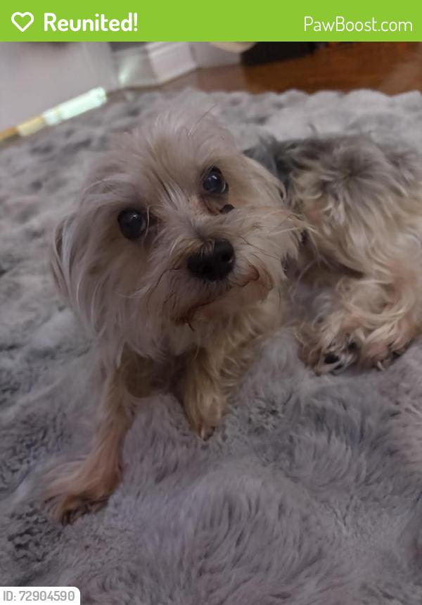 Reunited Male Dog last seen Laramie Ave and Fletcher St , Chicago, IL 60641