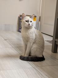 Found/Stray Male Cat last seen East moyamensing ave and tasker st, Philadelphia, PA 19148