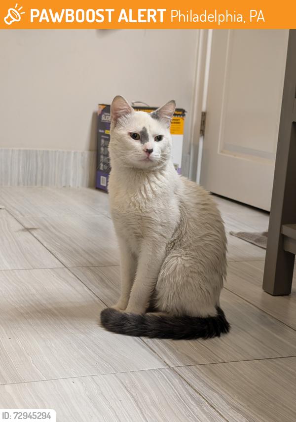 Found/Stray Male Cat last seen East moyamensing ave and tasker st, Philadelphia, PA 19148