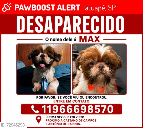 Lost Male Dog last seen Rua Caetano de campos 282, Tatuapé, SP 