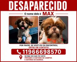 Lost Male Dog last seen Rua Caetano de campos 282, Tatuapé, SP 