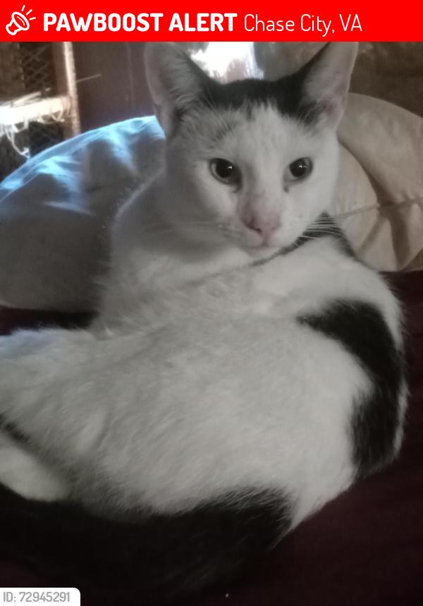 Lost Male Cat last seen Green acres trailer court, Chase City, VA 23924