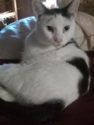 Lost Male Cat last seen Green acres trailer court, Chase City, VA 23924