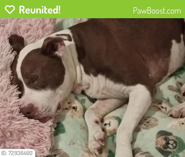 Reunited Female Dog last seen Fore and Virginia Ave near juancitos car lot, Cleveland, TN 37311