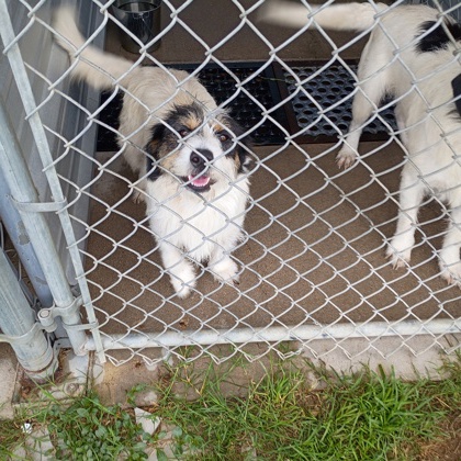 Shelter Stray Male Dog last seen Alvarado, TX 76009, Alvarado, TX 76009