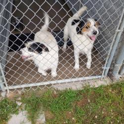 Shelter Stray Male Dog last seen Alvarado, TX 76009, Alvarado, TX 76009