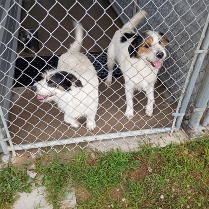 Shelter Stray Male Dog last seen Alvarado, TX 76009, Alvarado, TX 76009