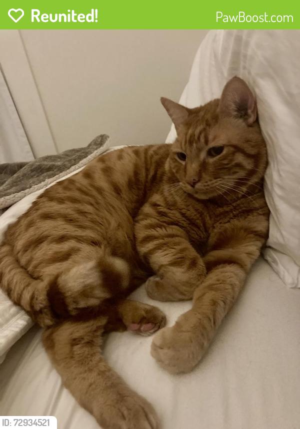Reunited Male Cat last seen Saturn St, San Francisco, CA 94114