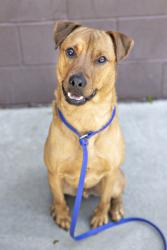 Shelter Stray Male Dog last seen Near Rock Springs Road Lithonia, 30038, 30038, GA, Atlanta, GA 30341