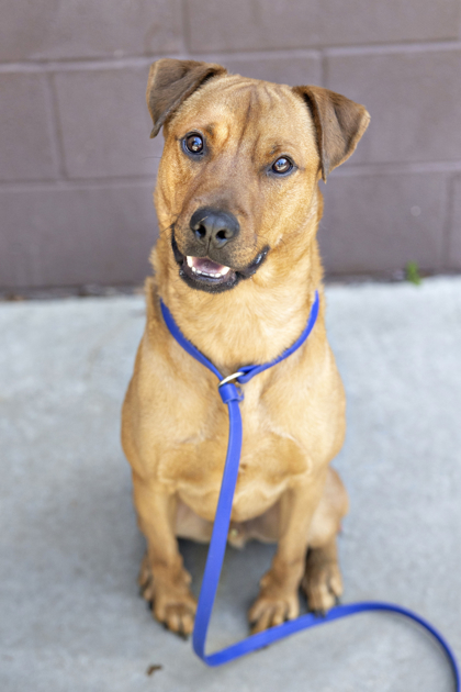 Shelter Stray Male Dog last seen Near Rock Springs Road Lithonia, 30038, 30038, GA, Atlanta, GA 30341