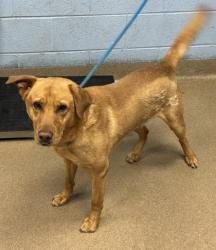 Shelter Stray Male Dog last seen Snapfinger woods dr, Lithonia, GA 30058, 30058, GA, Atlanta, GA 30341