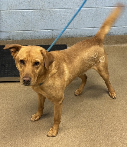 Shelter Stray Male Dog last seen Snapfinger woods dr, Lithonia, GA 30058, 30058, GA, Atlanta, GA 30341