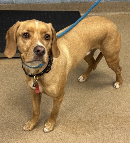Shelter Stray Male Dog last seen , 30058, GA, Atlanta, GA 30341