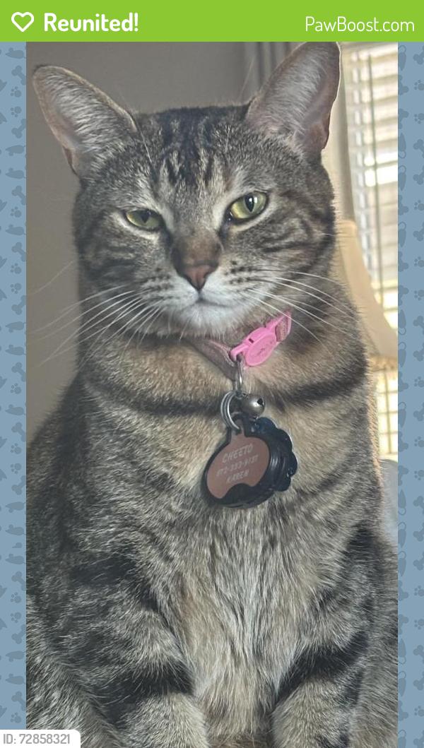 Reunited Female Cat last seen Cross bend , Princeton, TX 75407