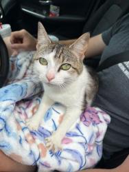 Shelter Stray Female Cat last seen Knoxville, TN 37921, Knoxville, TN 37919