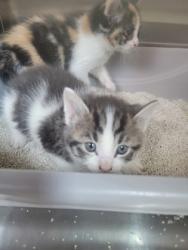 Shelter Stray Male Cat last seen Indianapolis, IN 46235, Fishers, IN 46038