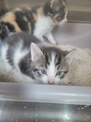 Shelter Stray Male Cat last seen Indianapolis, IN 46235, Fishers, IN 46038