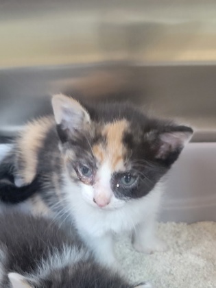 Shelter Stray Female Cat last seen Indianapolis, IN 46235, Fishers, IN 46038