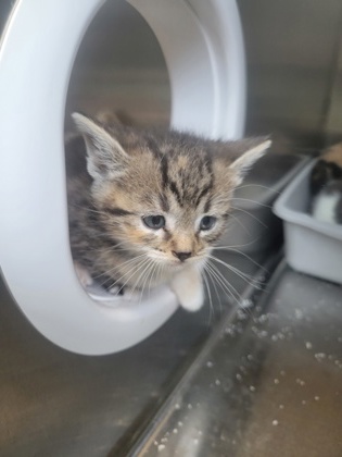 Shelter Stray Female Cat last seen Indianapolis, IN 46235, Fishers, IN 46038
