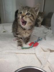 Shelter Stray Male Cat last seen Wayne Township, IN 46060, Fishers, IN 46038