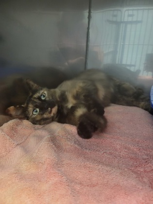 Shelter Stray Female Cat last seen Fishers, IN , Fishers, IN 46038