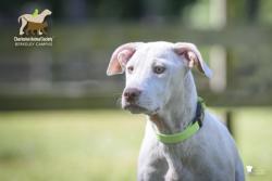 Shelter Stray Female Dog last seen Berkeley County, SC , North Charleston, SC 29406