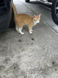 Found/Stray Male Cat last seen Emmy’s restaurant , DeLand, FL 32720