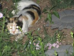 Reunited Unknown Cat last seen Centennial Mesa View & Hwy 94, El Paso County, CO 80930