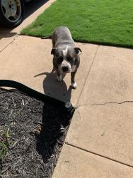 Reunited Male Dog last seen Santa Fe & 12th St, Moore, OK 73160