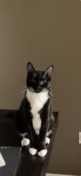 Reunited Male Cat last seen 100th and colorado, Thornton, CO 80229
