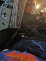 Reunited Female Cat last seen West 140th street and Lorain Rd, Cleveland, OH 44111