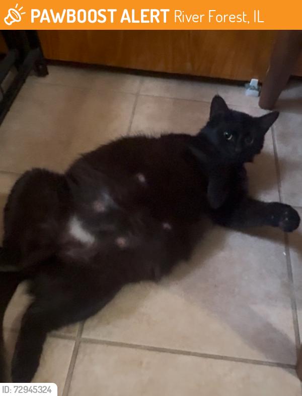 Found/Stray Female Cat last seen Harlem Ave & Lake Ave (Whole Foods), River Forest, IL 60305